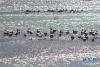 在拉萨河谷过冬的斑头雁（11月23日摄）。