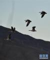飞翔在拉萨河谷上空的斑头雁（11月23日摄）。