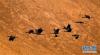 这是11月23日在拉萨河谷拍摄的黑颈鹤（11月23日摄）。新华社记者普布扎西摄