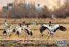 这是11月23日在拉萨河谷拍摄的黑颈鹤（11月23日摄）。新华社记者张汝锋摄
