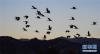 这是11月23日在拉萨河谷拍摄的黑颈鹤（11月23日摄）。新华社记者普布扎西摄