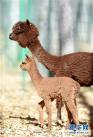 拉萨曲水动物园内饲养的羊驼（11月23日摄）。新华社记者 觉果 摄