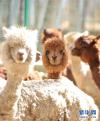 拉萨曲水动物园内饲养的羊驼（11月23日摄）。新华社记者 张汝锋 摄