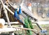 曲水动物园内饲养的孔雀（11月23日摄）。新华社记者 张汝锋 摄
