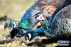 拉萨曲水动物园内饲养的孔雀（11月23日摄）。新华社记者 觉果 摄