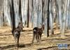 拉萨曲水动物园内饲养的鹿（11月23日摄）。新华社记者 张汝锋 摄