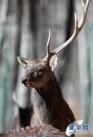 拉萨曲水动物园内饲养的梅花鹿（11月23日摄）。新华社记者 觉果 摄