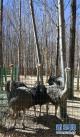 拉萨曲水动物园内饲养的鸵鸟（11月23日摄）。新华社记者 晋美多吉 摄
