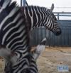拉萨曲水动物园内饲养的斑马（11月23日摄）。新华社记者 晋美多吉 摄