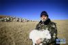 11月29日，青海省海北藏族自治州刚察县泉吉乡宁夏村牧民华青才让抱着羊羔站在自家草场上。新华社记者 张宏祥 摄