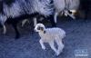 11月29日，在青海省海北藏族自治州刚察县泉吉乡宁夏村，一只小羊羔走出羊圈。新华社记者 张宏祥 摄