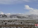 冬日牧区美景 雪山牦牛构成壮美画卷