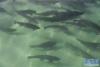 亚东鲑鱼在下亚东乡切玛村鲑鱼养殖专业合作社的池塘内游弋(12月9日摄)。新华社记者 刘东君 摄