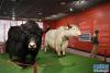 12月28日，观众在广州艺术博物院观看“牦牛走进羊城——西藏牦牛文化展”。新华社记者 梁旭 摄