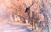 这是1月7日在泽当社区万亩人工林里拍摄的马鹿。新华社记者 张汝锋 摄