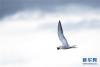 在青海湖，一只水鸟捕捉到两只湟鱼后飞离水面（2015年6月24日摄）。新华社记者吴刚摄