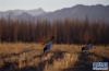 图为西藏日喀则年楚河流域田野中的黑颈鹤(1月19日摄)。新华社记者 普布扎西 摄