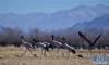 西藏日喀则年楚河流域，黑颈鹤在冬季农闲的土地上停留(1月19日摄)。新华社记者 普布扎西 摄
