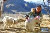 次卓玛在自家院外为小羊梳理绒毛（1月14日摄）。新华社记者 张汝锋 摄