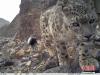 2月7日，青海省祁连山自然保护区管理局对外发布首组红外相机在祁连山系记录到的雪豹“靓照”。