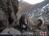 2月7日，青海省祁连山自然保护区管理局对外发布首组红外相机在祁连山系记录到的雪豹“靓照”。
