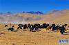 普玛江塘乡那木其村民在海拔5000米以上的牧场里放牧牦牛(1月14日摄)。新华社记者 张汝锋 摄
