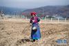 3月15日，香格里拉市建塘镇解放村的一名藏族村民在播种油菜。