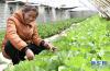 3月27日，克松村种菜能手白玛央宗在自己承包的温室里劳作。