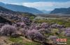 3月29日，西藏林芝嘎拉村桃花盛开。