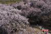 3月29日，游客在林芝嘎拉村桃花树下拍照。