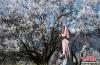 3月29日，游客在盛开的桃花树前留影。