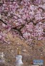 拉萨哲蚌寺外桃花开放（4月3日摄）。