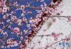 拉萨哲蚌寺外桃花开放（4月3日摄）。