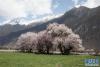 这是波密县桃花沟桃花盛开的美景(4月2日摄)。新华社记者 金立旺 摄