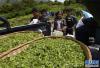 墨脱县背崩乡茶园农民出售新茶（4月7日摄）。新华社记者 觉果 摄