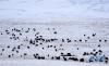 4月13日，在青海省海晏县，一群牦牛在雪后的金银滩草原上觅食。