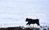 4月13日，在青海省海晏县，一只牦牛在雪后的金银滩草原上奔跑。 新华社记者 张宏祥 摄