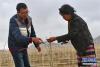 西藏枸杞产业股份有限公司技术负责人邹文勇（左）在指导当地农牧民修剪枸杞（4月12日摄）。新华社记者 张汝锋 摄　