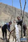 4月16日，青海玉树藏族自治州高原千亩林木良种繁育实验基地的护林员在为新栽植的树苗浇水。