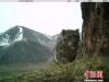 图为红外相机拍摄到的雪豹影像。　原上草自然保护中心 摄