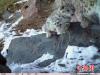图为红外相机拍摄到的雪豹影像。　原上草自然保护中心 摄