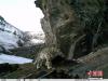 4月15日，青海环保组织原上草自然保护中心对外发布首组红外相机在藏区神山阿尼玛卿地区记录到的雪豹“靓照”。 原上草自然保护中心供图