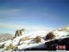 据了解，原上草自然保护中心于2017年11月开始在青海省果洛藏族自治州玛沁县阿尼玛卿神山地区开展较全面的雪豹调查，并记录到超过500次雪豹活动的影像。 原上草自然保护中心供图