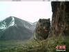 图为红外相机拍摄到的雪豹影像。 原上草自然保护中心供图