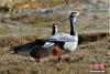 青海可鲁克湖-托素湖自然保护区内珍稀鸟类成群