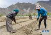 拉萨市曲水县茶巴朗村的村民配合农机在田间作业（4月24日摄）。新华社记者 刘东君 摄