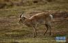 4月26日，一群普氏原羚在青海省海北藏族自治州刚察县哈尔盖镇附近的草原觅食。