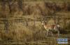 4月26日，一群普氏原羚在青海省海北藏族自治州刚察县哈尔盖镇附近的草原觅食。