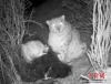 5月1日，青海环保组织原上草自然保护中心对外发布一组红外相机在藏区“神山”阿尼玛卿地区首次记录到雪豹分食的画面。原上草自然保护中心 供图