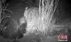 红外相机拍摄到的雪豹夜晚分食影像。原上草自然保护中心 供图
